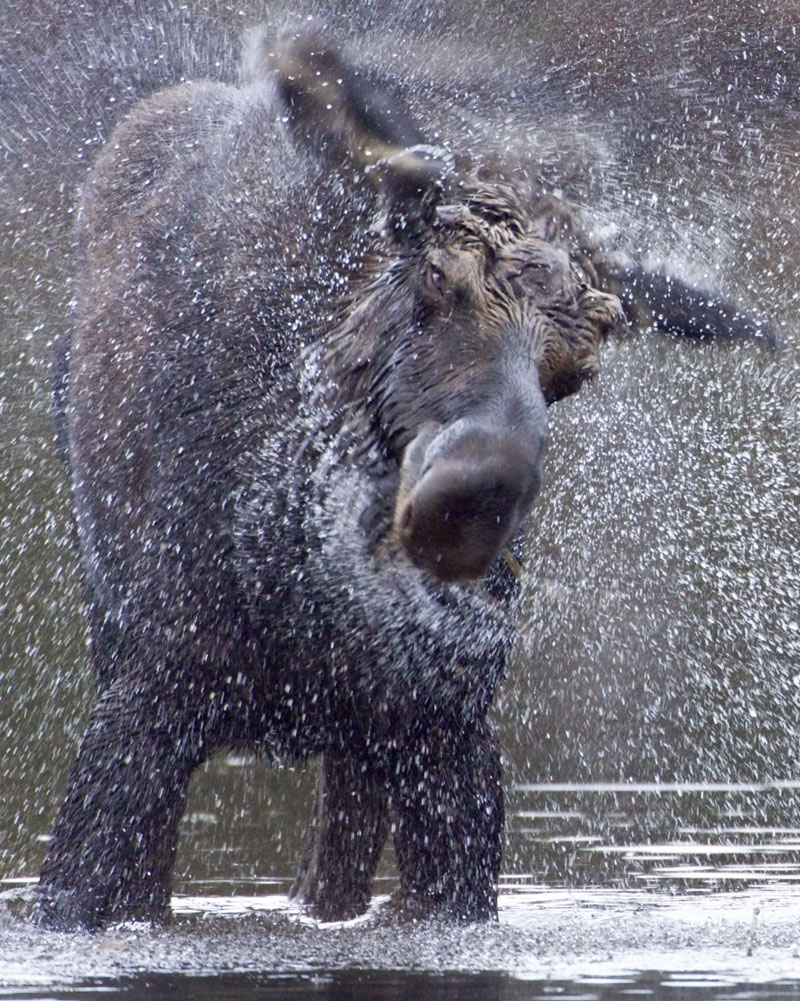 Moose shaking off water in a pond