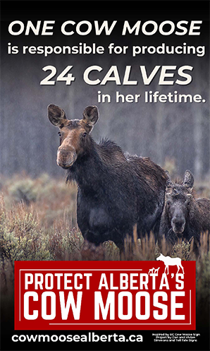 Alberta Cow Moose Sign - White Version